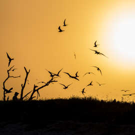Biodiversity of the Dry Tortugas